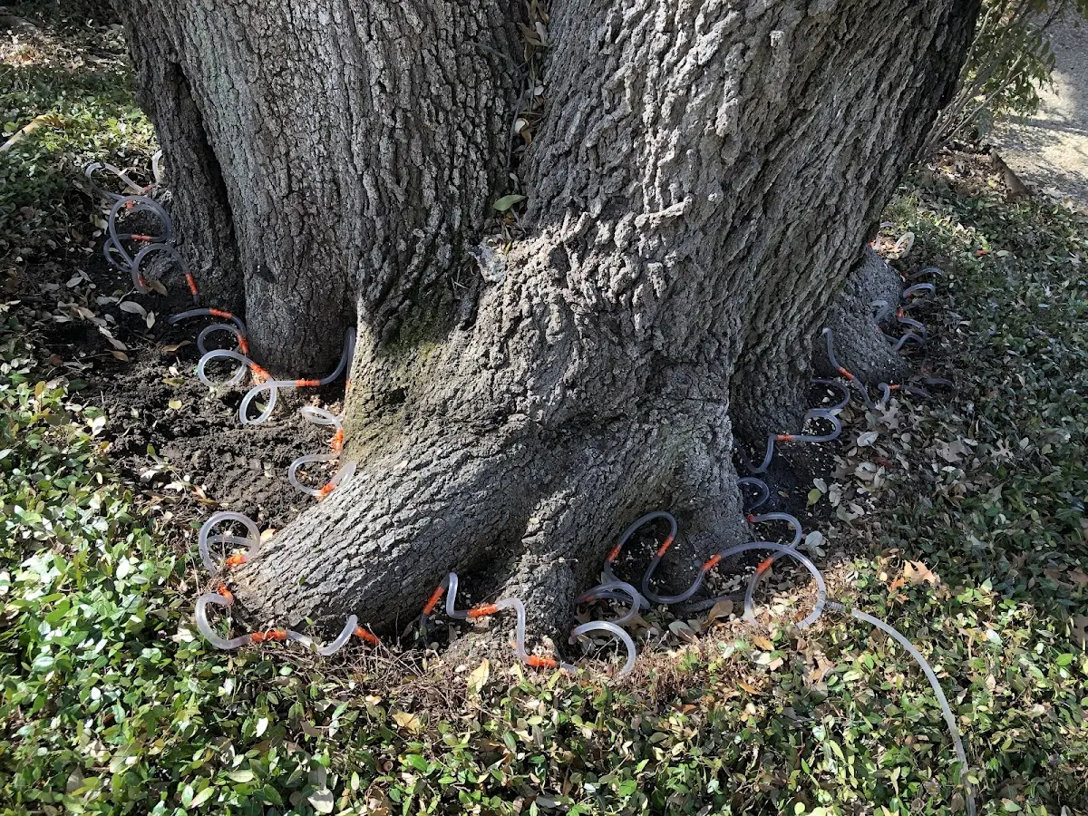 Detailed Tree Cabling and Bracing job site in South Kortright