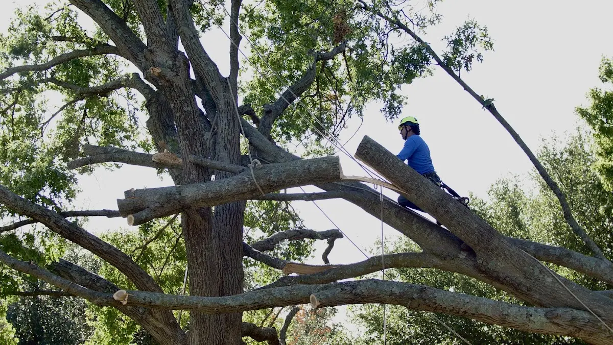 Professional Crown Thinning performed by certified arborists in South Kortright
