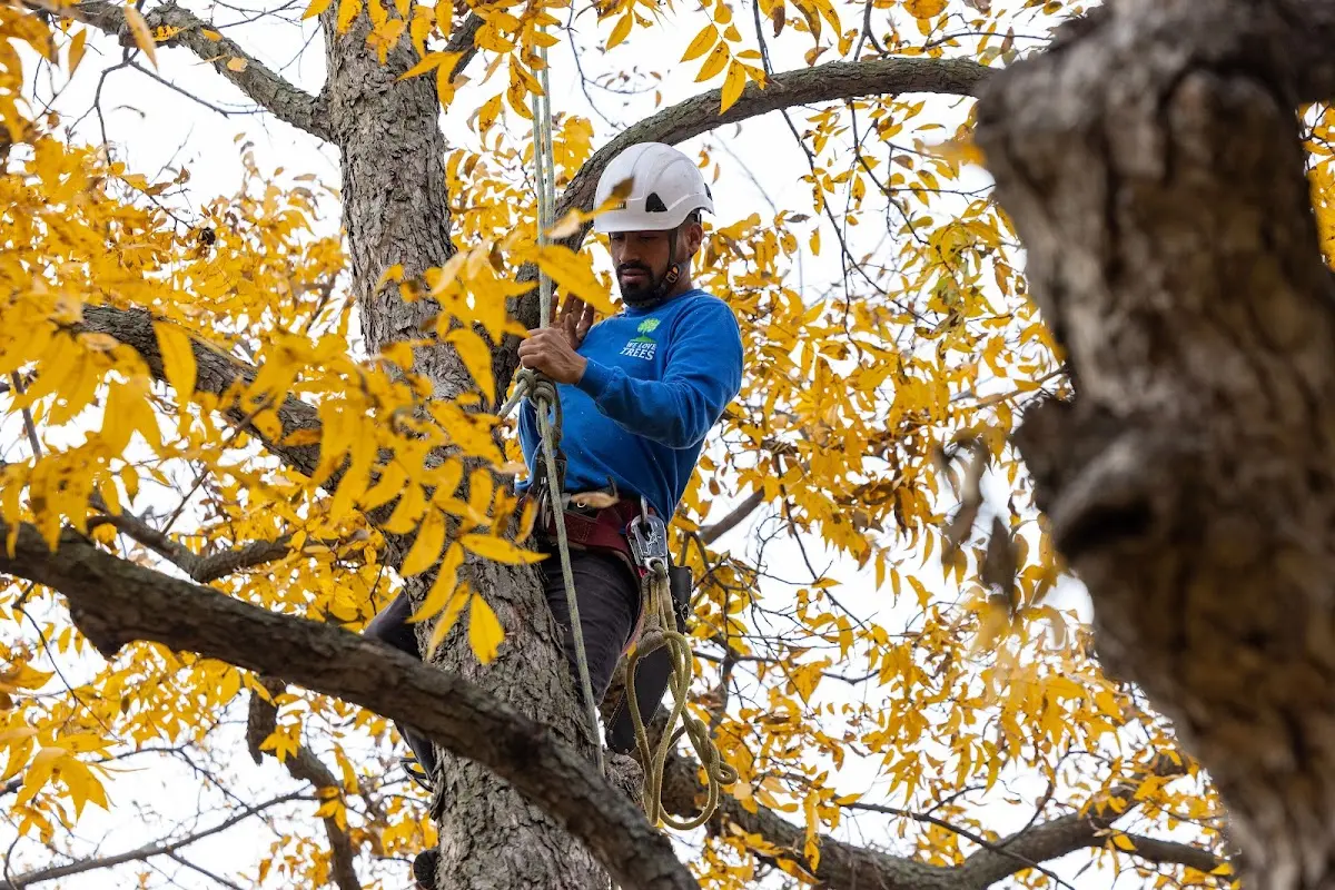 Skilled Tree Pruning crew working in South Kortright